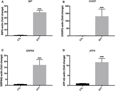 Endoplasmic Reticulum (ER) Stress-Generated Extracellular Vesicles (Microparticles) Self-Perpetuate ER Stress and Mediate Endothelial Cell Dysfunction Independently of Cell Survival